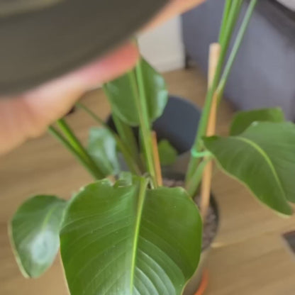 Custom black Crocs with colorful personalized name charms for 'Lena,' 'Noah,' 'Theo,' and 'Clara' from Custom Printery Berlin, showcased in a casual indoor setting with green plants.