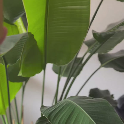 Stanley Tumbler Quencher Cup inspirierter Schlüsselanhänger und Salzstreuer Stauraum Aufbewahrung